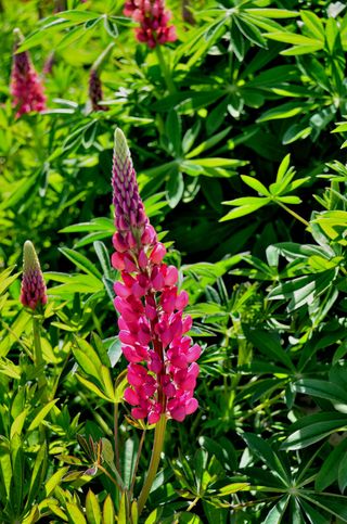 鲁冰花盛开的季节高清