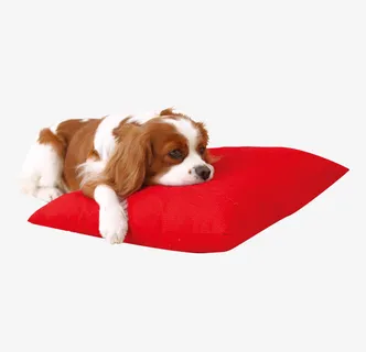 趴在枕头的小狗免抠