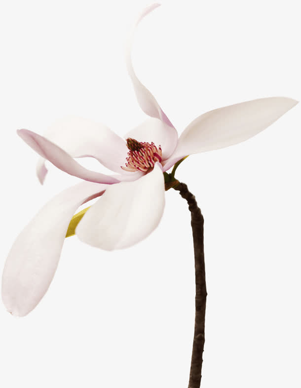 白色花朵高清白色花瓣免抠
