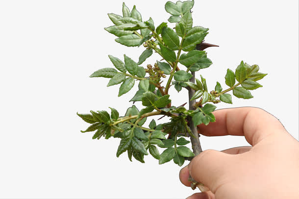 手拿花椒芽菜实物图免抠