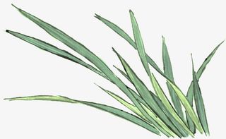 手绘-绿草丛免抠