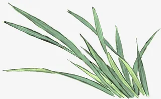 手绘-绿草丛免抠