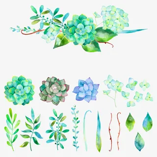 手绘水彩多肉叶子免抠