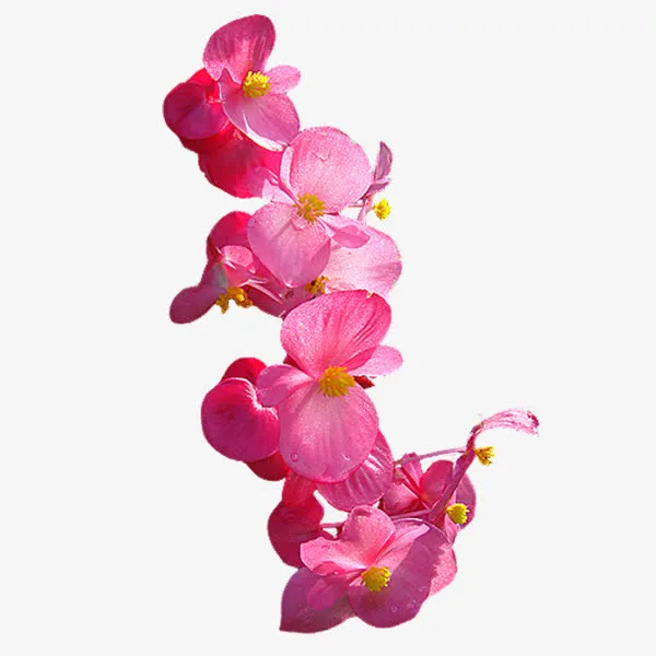 唯美鲜花免抠
