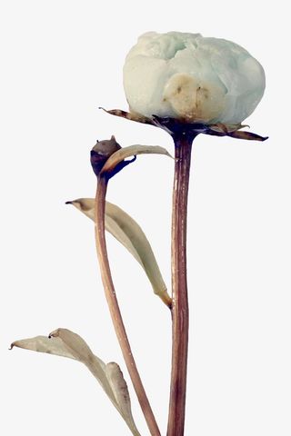 白色玉雕花卉免抠