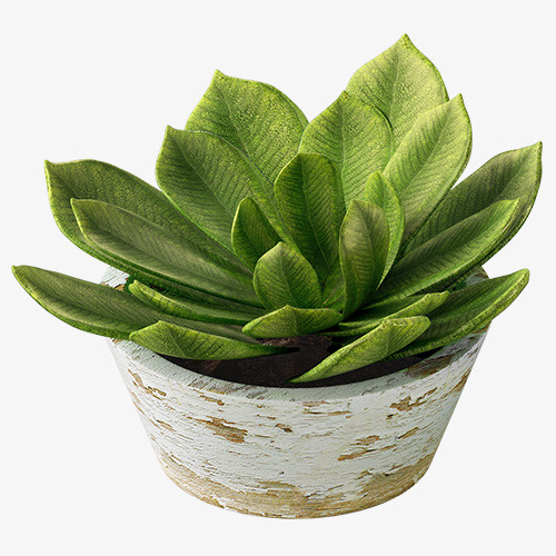 绿色清新装饰盆栽设计图免抠