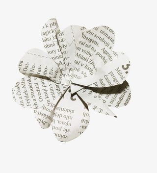 花朵图片花卉图案免抠