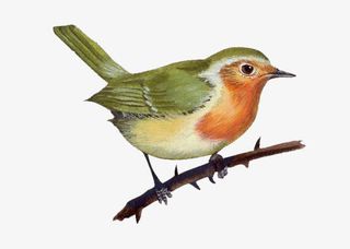 强壮的小鸟免抠