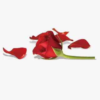 散落的玫瑰花免抠