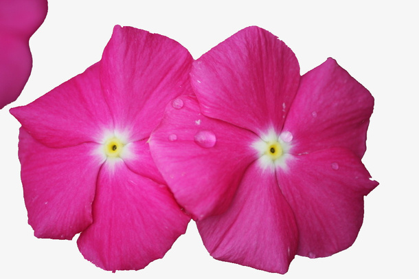 凤仙花 花朵 百花 鲜花免抠