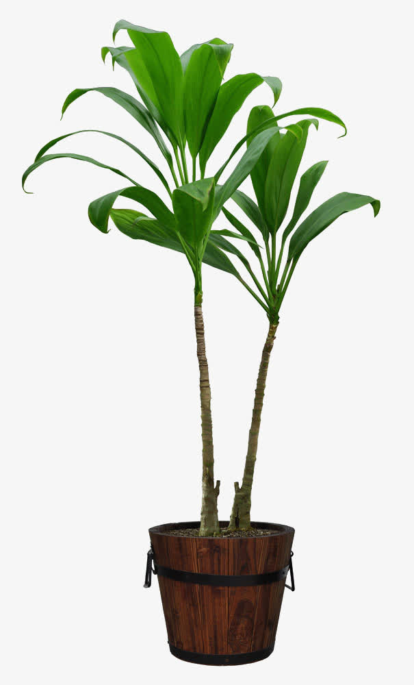 彭静绿色植物png素材免抠
