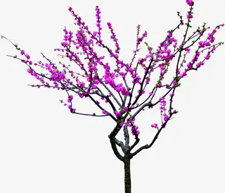 紫色美景春天梅花盛开免抠