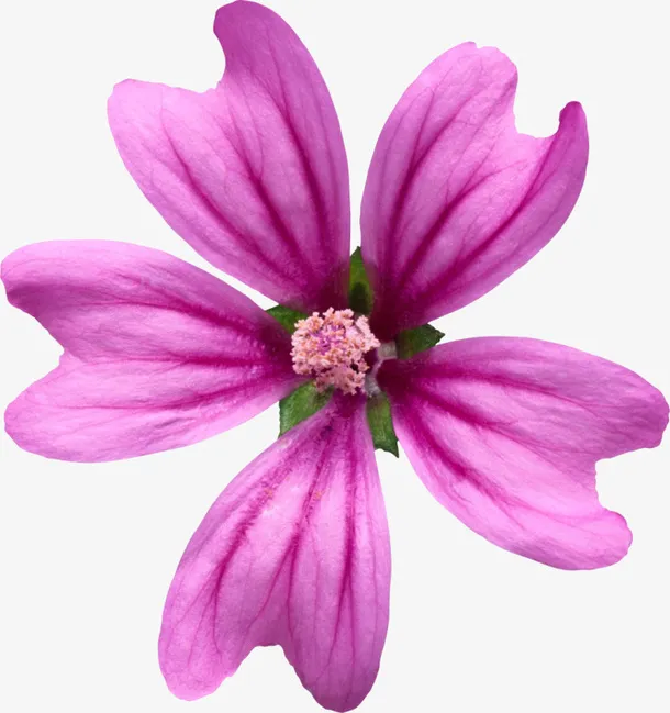 绿植花卉手绘花草素材免抠