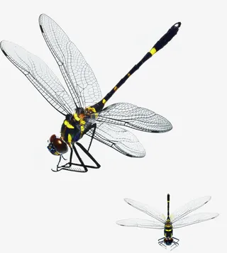 秋日简单高清蜻蜓免抠