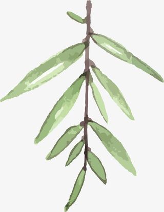 柳树叶PNG下载免抠