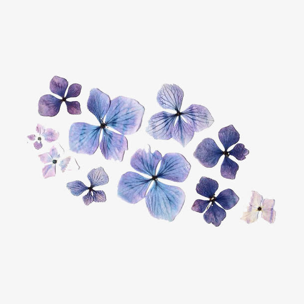 紫色干花免抠