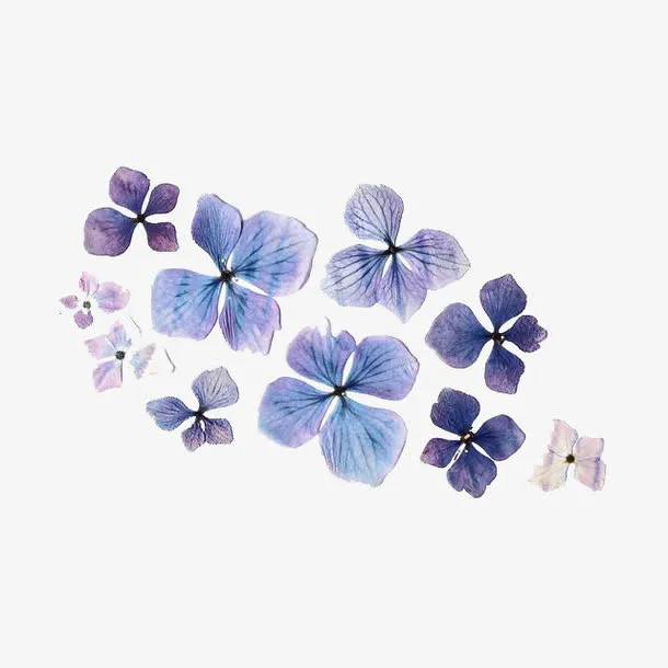 紫色干花免抠