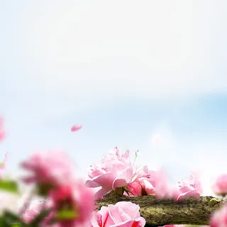 淘宝主图花朵唯美背景