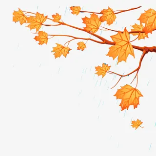 雨中一棵金黄色的枫树免抠