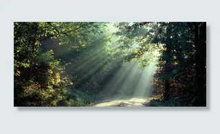 夏季绿色自然背景高清