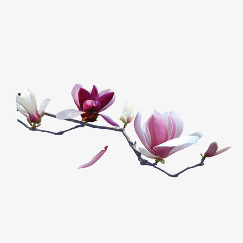 梅花免抠