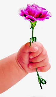 婴儿手拿康乃馨免抠