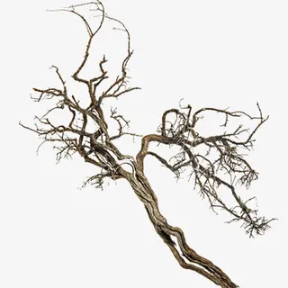 树枝免抠