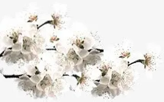 白色花朵白色桃花免抠