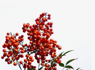 免抠素材灯笼果图片免抠