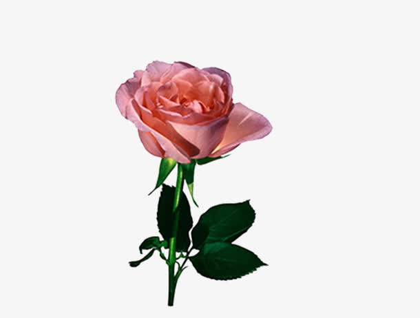 鲜花免抠