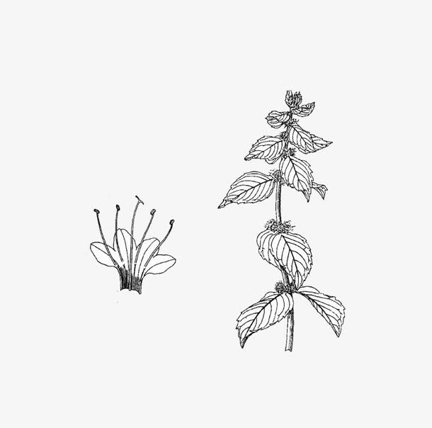手绘植株免抠