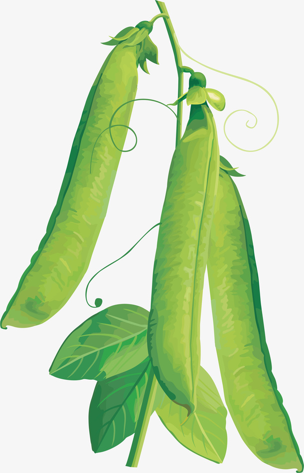 豌豆荚 青豌豆 豌豆 青豌豆角免抠