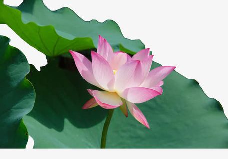 盛开的荷花免抠