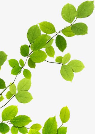 清新自然树叶免抠