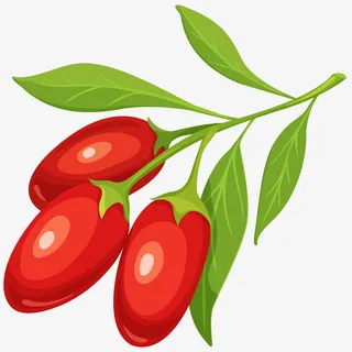 宁夏枸杞矢量插画免抠