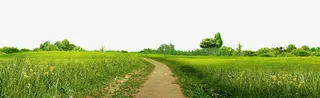 绿色草地道路装饰免抠