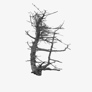 枯树免抠