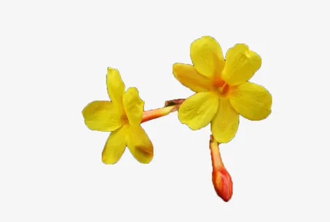 黄色迎春花免抠