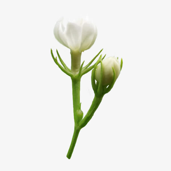 精美png茉莉花逐帧动作素材免抠