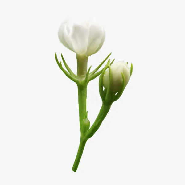 精美png茉莉花逐帧动作素材免抠