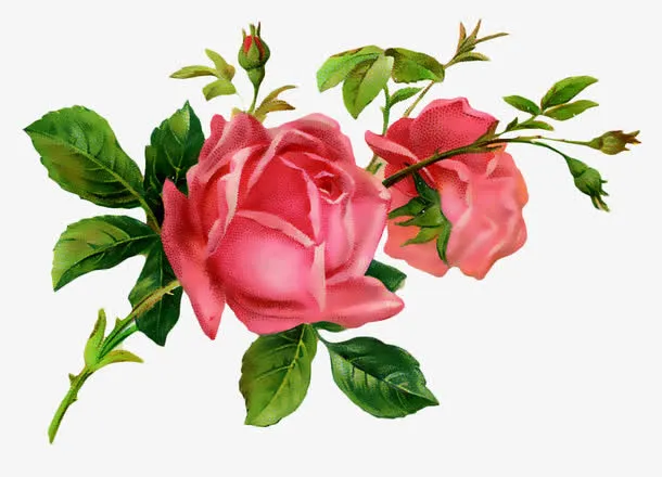 玫瑰花免抠