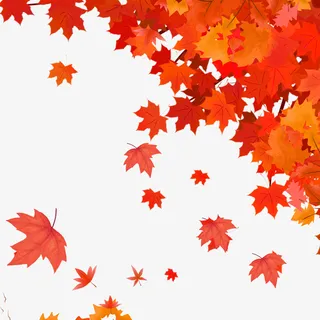 秋天的枫叶素材2免抠