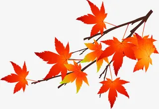 手绘红色枫叶树枝免抠