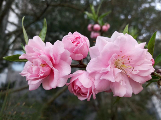 真实粉色多层碧桃花免抠