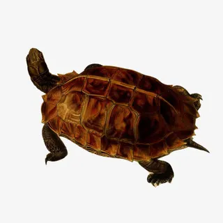 乌龟手绘素材图片免抠