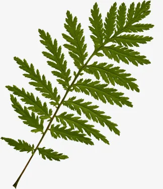 花草背景素材ps花草素材