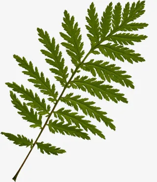 花草背景素材ps花草素材