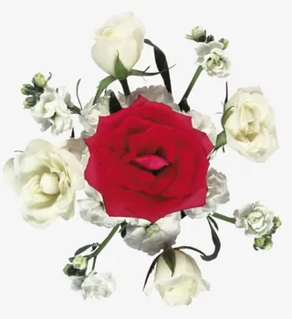 红白玫瑰免抠