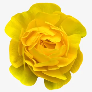 鲜花psd素材背景元素