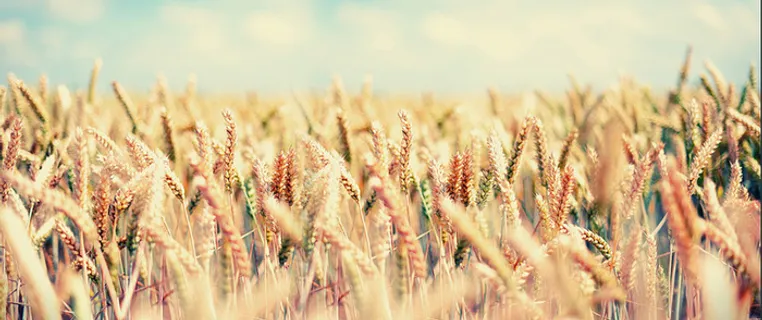 金色丰收麦田背景高清